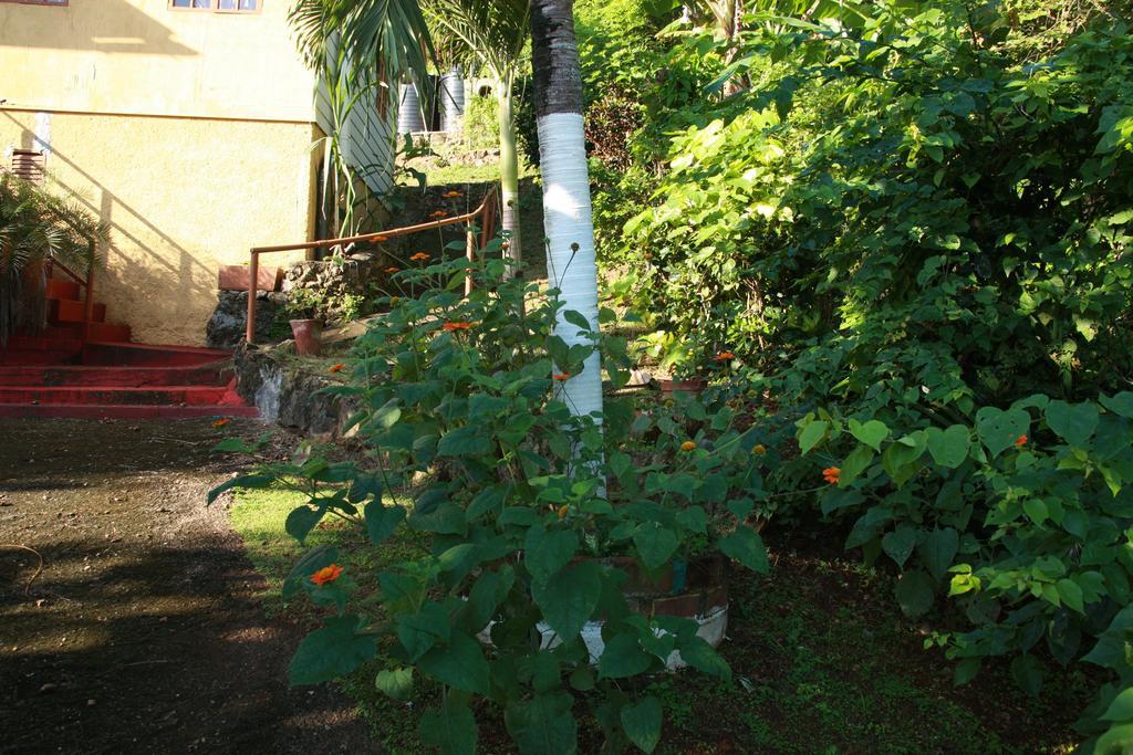 La Familia Guest House&Natural Farm Port Antonio Extérieur photo